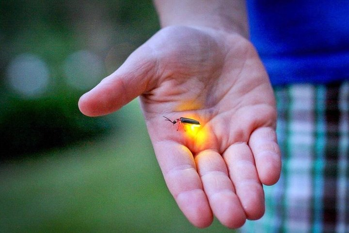 Kuala Selangor Firefly Tour Including Dinner & Hotel Transfer - Photo 1 of 6