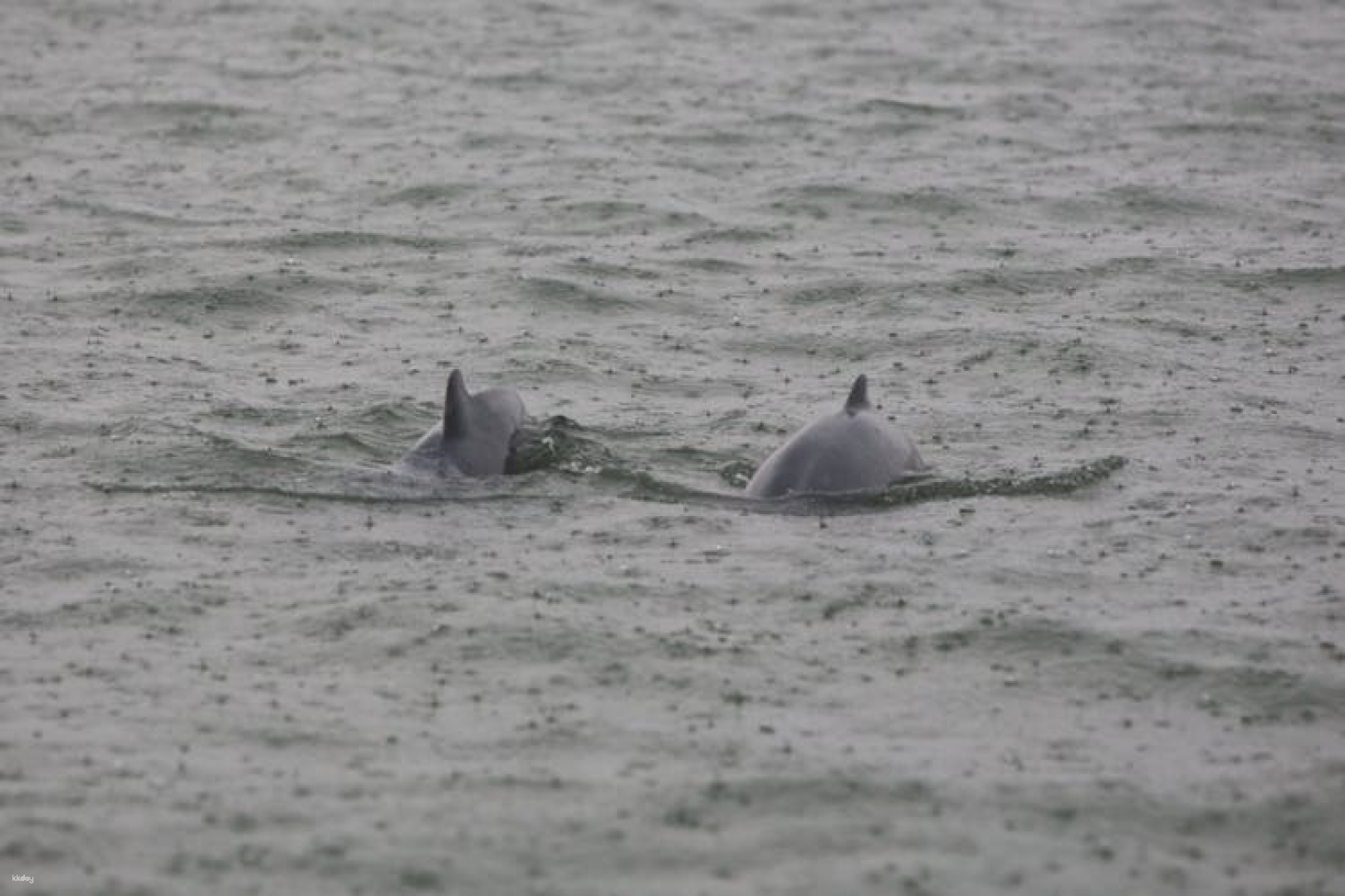 Kuching dolphin watching boat tour - Photo 1 of 4