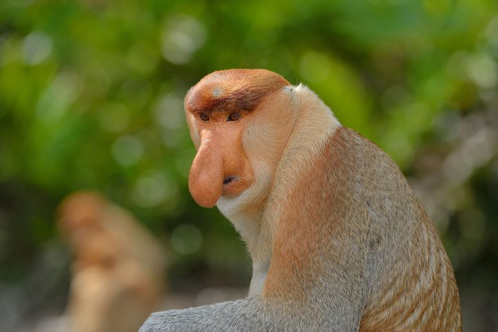 Proboscis Monkey