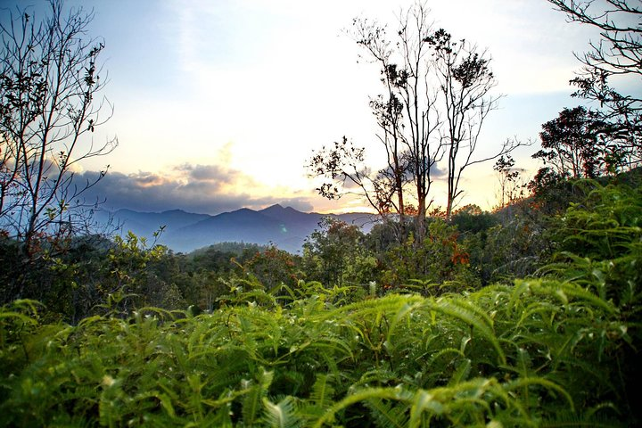 The view in Lambir Hills