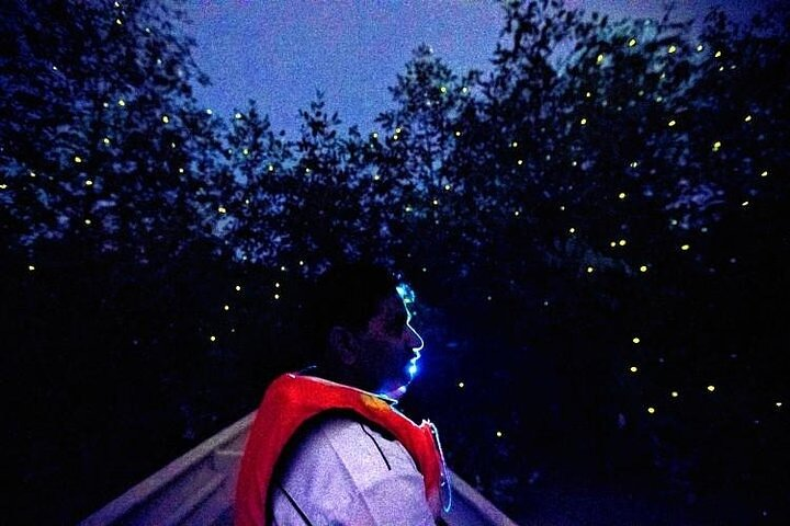 Kuala Selangor Fireflies Experience — Day Trip from Kuala Lumpur - Photo 1 of 14