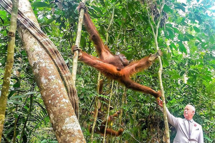 Semenggoh Wildlife Centre: Orangutan Discovery from Kuching - Photo 1 of 10