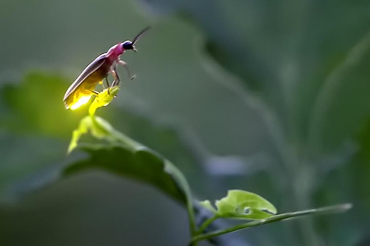 Monkey Hill, Eagle &Firefly Tour+Free Batu Caves Visit.(Per Car) - Photo 1 of 11