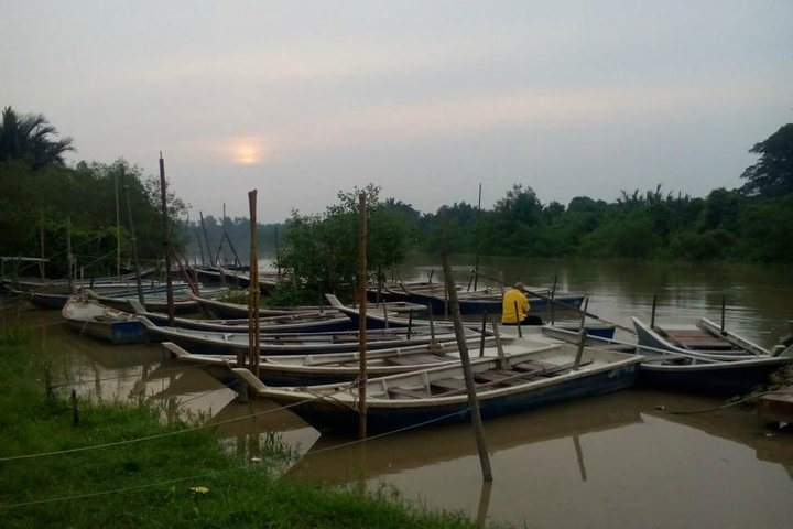 Fireflies Watching By Traditional Row Boat