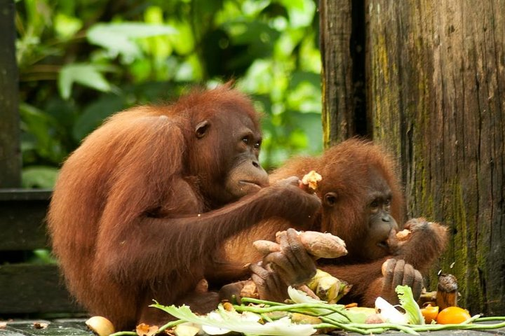 Orang Utans the endangered species