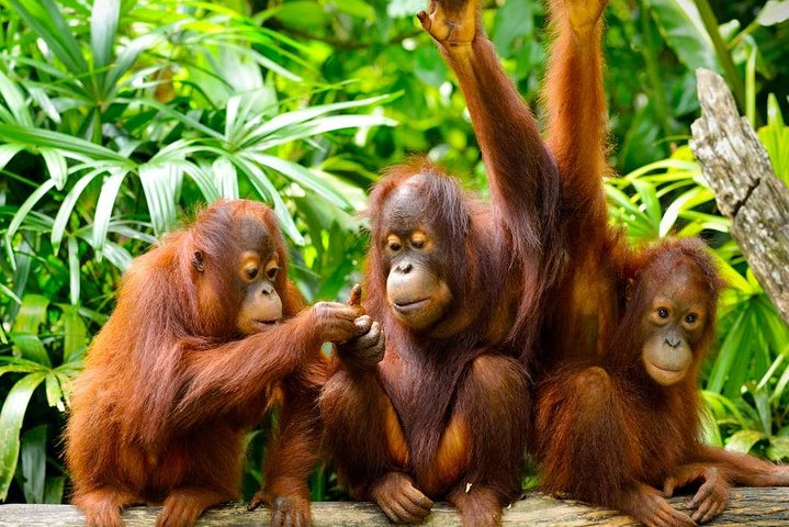 Orang Utan Island
