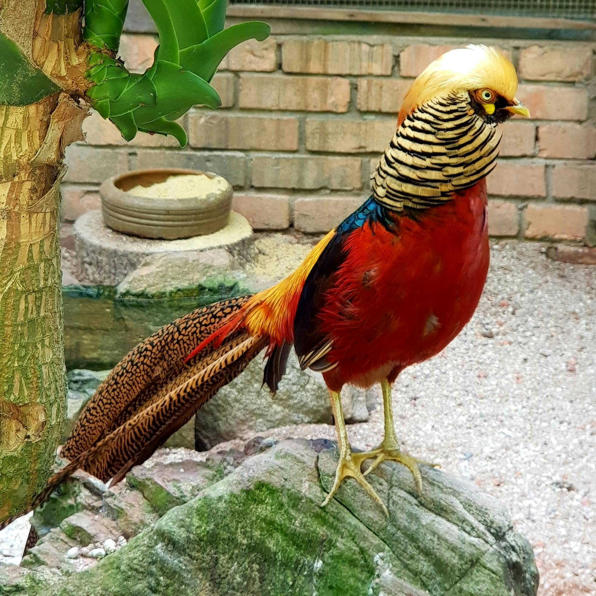 Penang Bird Park: Family Combo Admission Ticket with 15% Off - Photo 1 of 6