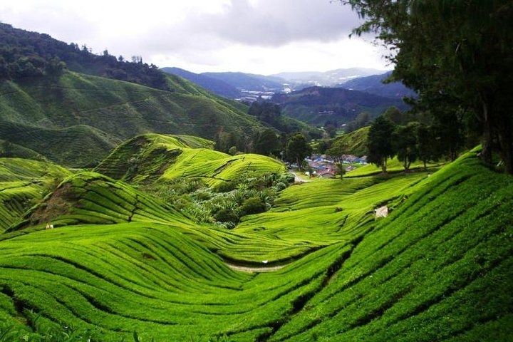 Tea Plantation