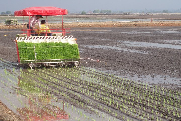 Sekinchan Paddy Planting