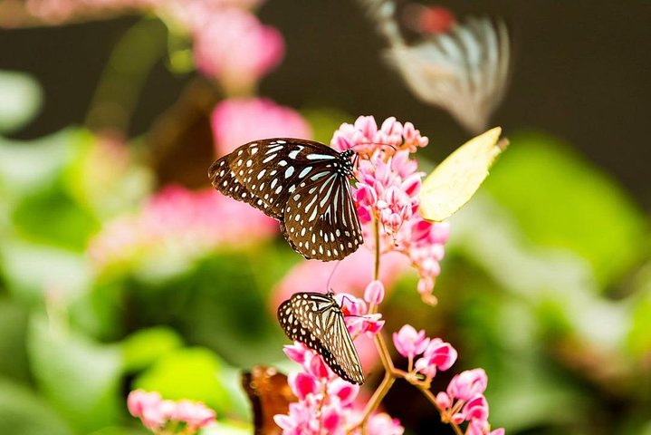 The Butterfly Park which houses some 6000 butterflies of over 120 species