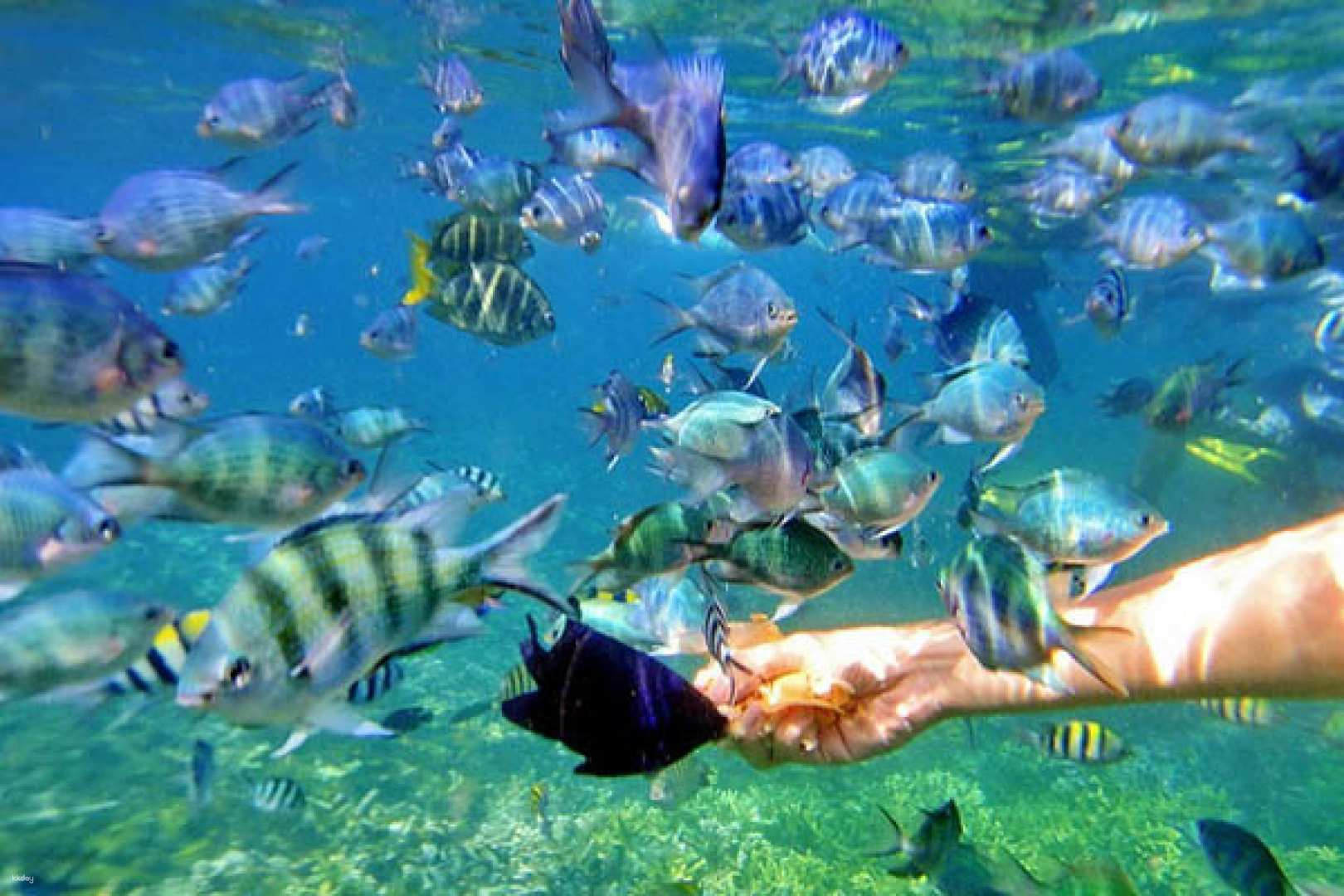 Pulau Kapas Snorkeling Day Tour | Malaysia - Photo 1 of 6