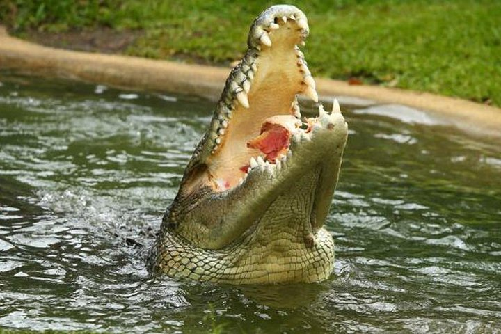 Sarawak Jong Crocodile Farm Educational Tour from Kuching - Photo 1 of 10