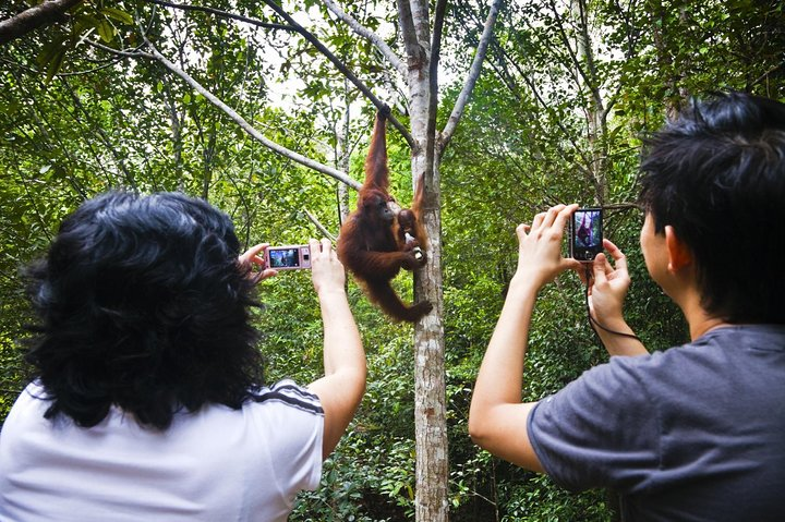 Semenggoh Wildlife Centre Tour: Discover Sarawak’s Orangutans - Photo 1 of 10
