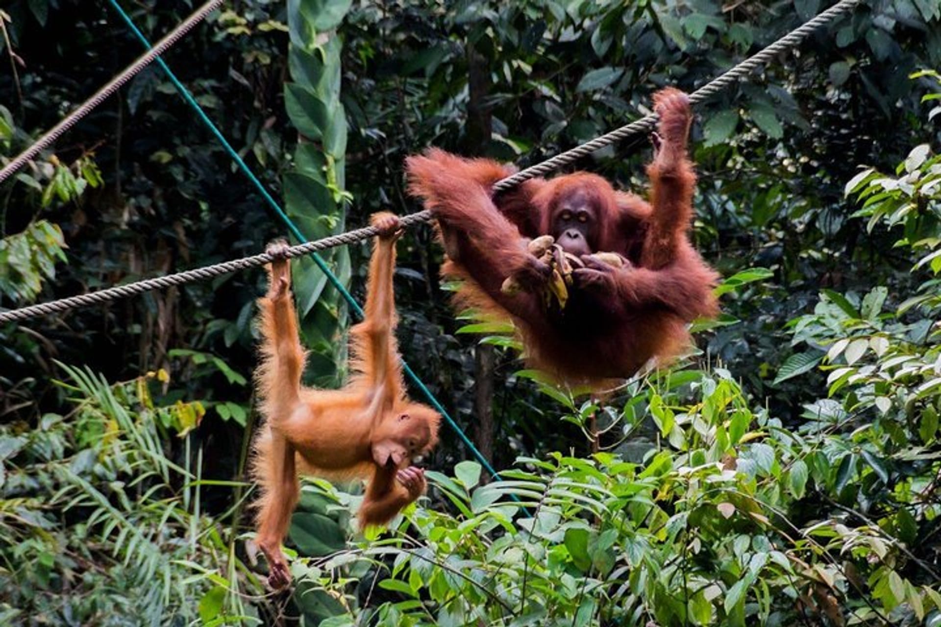 Orangutans in the rainforest at Semenggoh