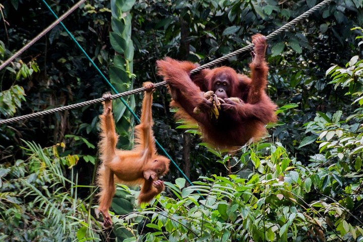 Semenggoh Wildlife Centre Tour: Discover Sarawak’s Orangutans - Photo 1 of 11