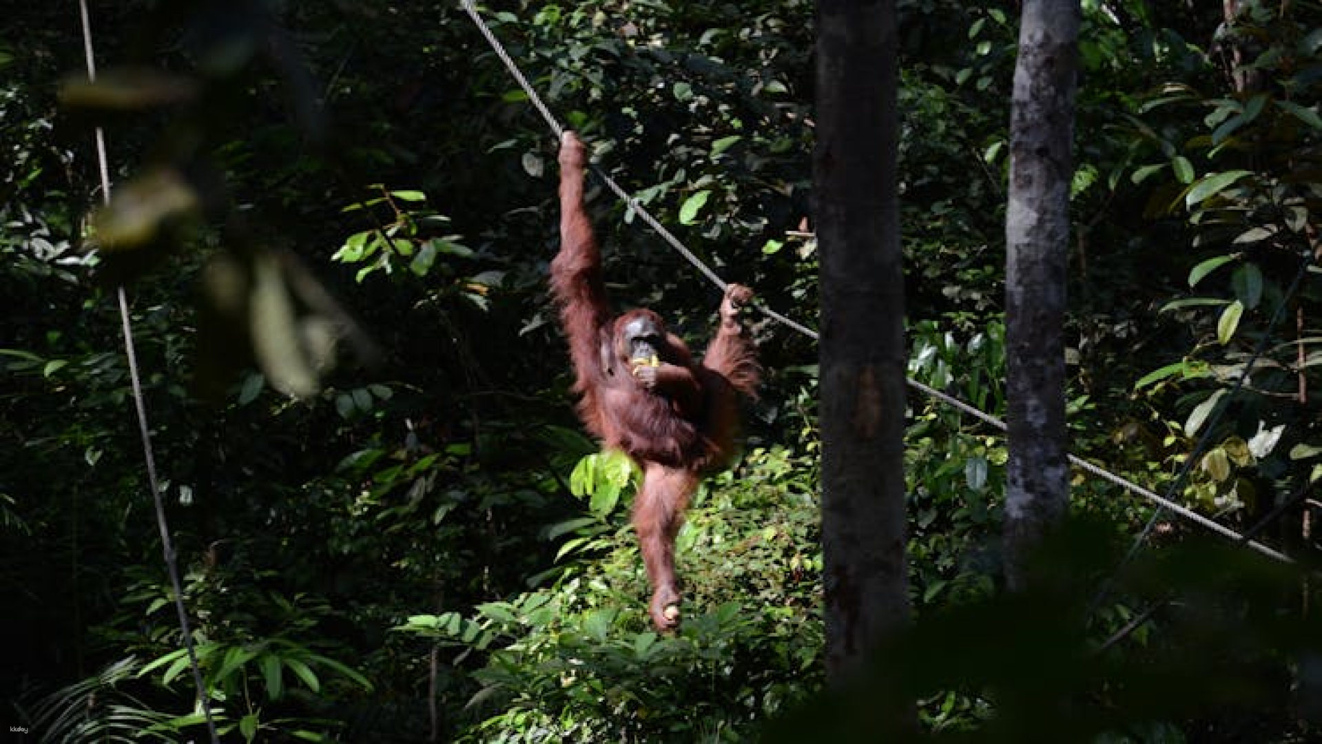 Semenggoh Wildlife and Annah Rais Bidayuh Longhouse tour - Photo 1 of 7