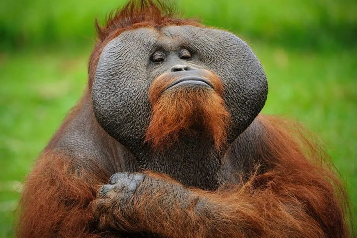 8a88ff79-1268-4dd4-8d4c-6d7538ec747a_semenggok-wildlife-centre-large.webp