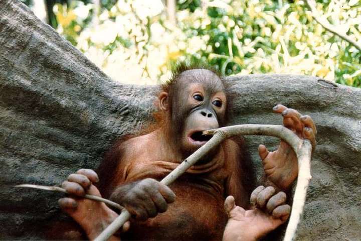 Sepilok Orang Utan