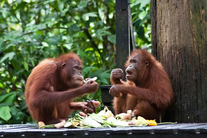 Encounter with orang utans in their natural habitat