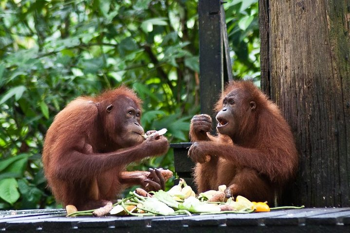Sepilok Orang Utan, Sun Bear & Sandakan Nature City Tour + Lunch - Photo 1 of 22
