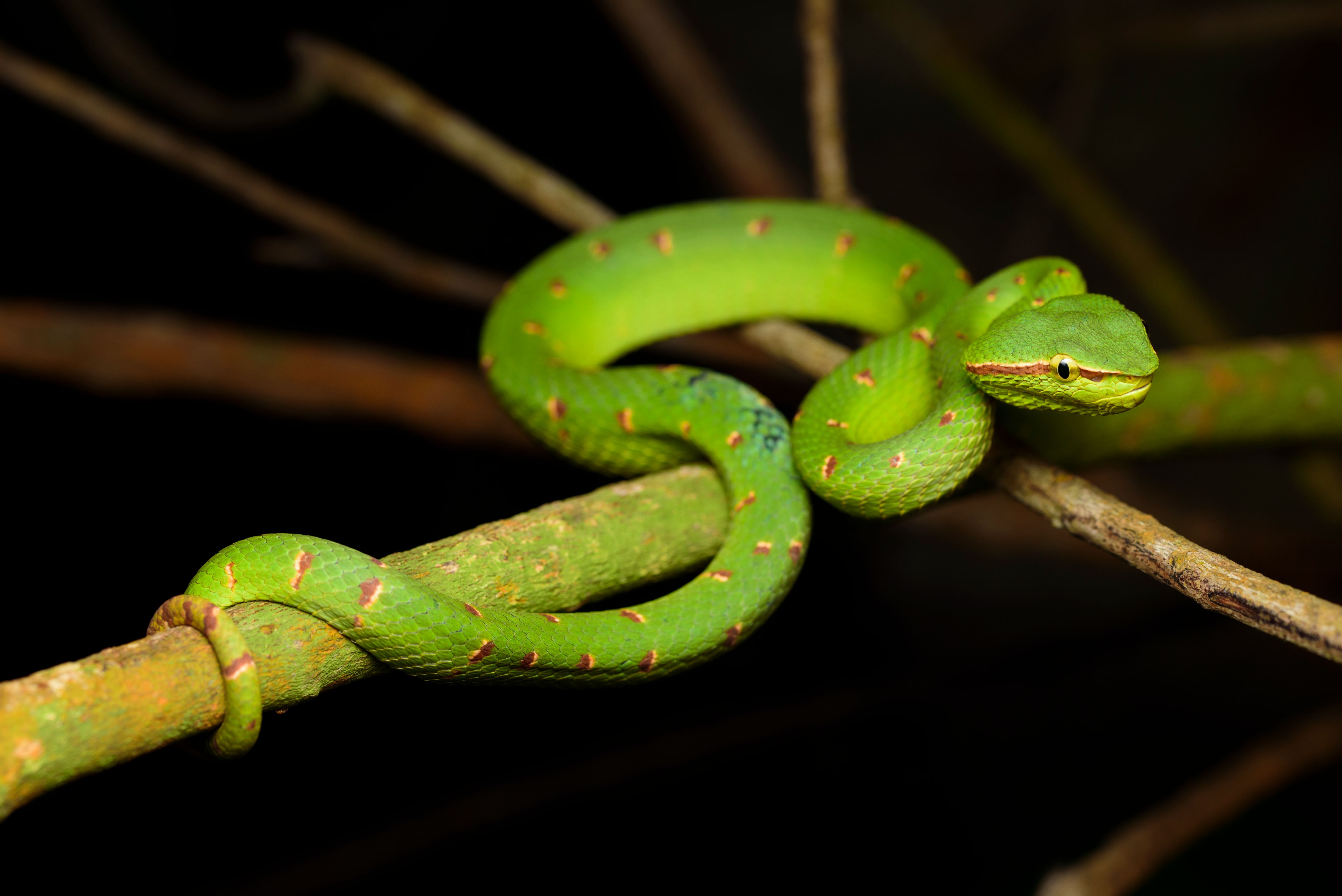 Shah Alam Community Forest Night Walking Tour - Photo 1 of 10