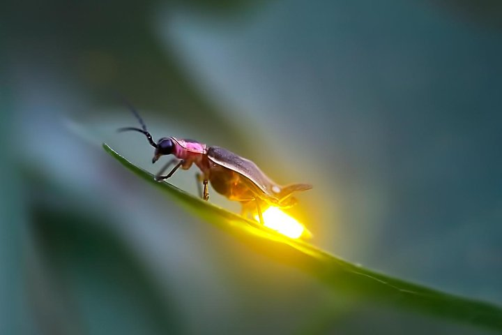 Firefly