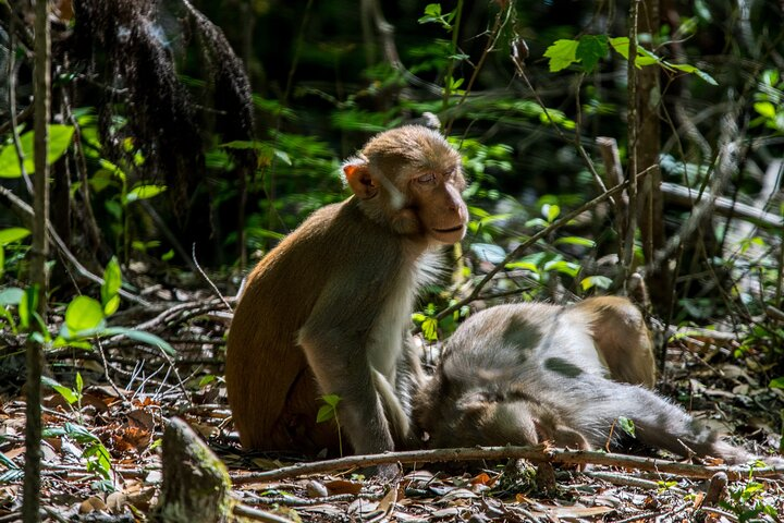 Silver Leaf Monkeys and Firefly Tour in Kuala Lumpur - Photo 1 of 6