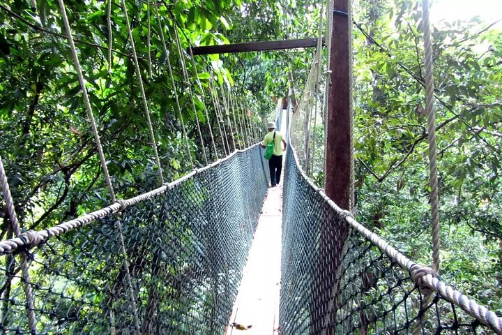 Canopy Walk
