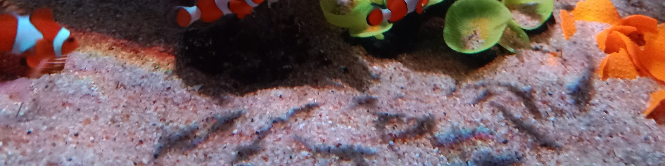 Boutique Aquarium: Entry Ticket at The TOP Penang - Photo 1 of 7