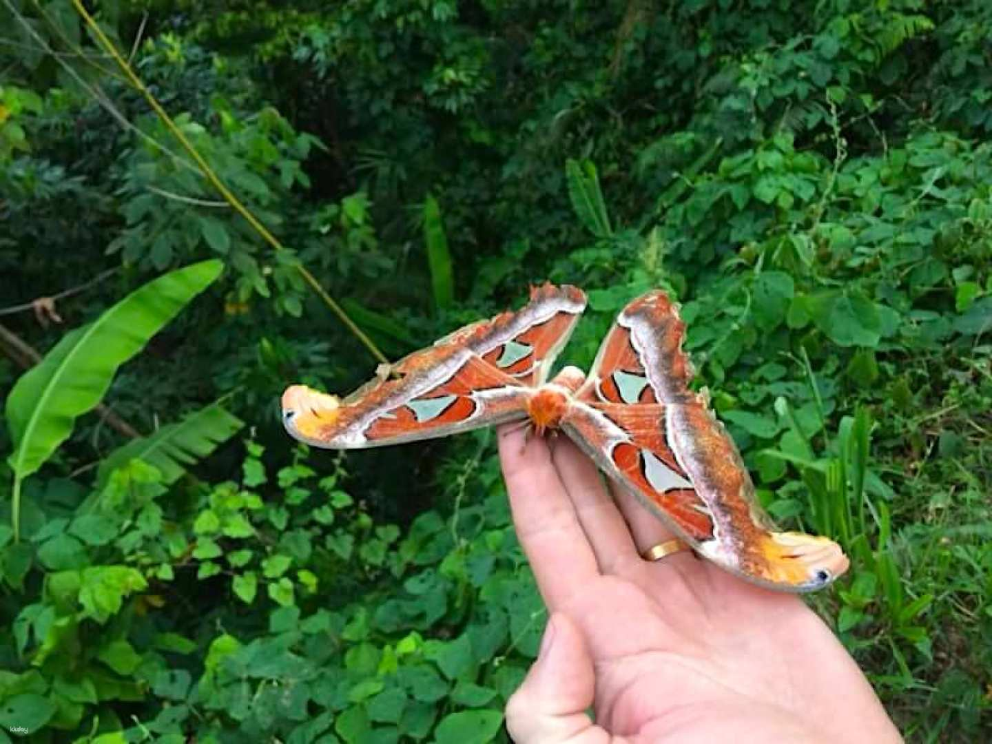 Ulu Sawatan / Crocker Range Jungle Trekking Shared Day Tour with Lunch from Kota Kinabalu | Sabah, Malaysia - Photo 1 of 4