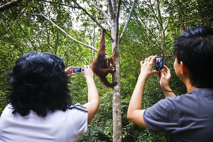 Wonder Orangutan Sarawak Semenggoh Wildlife Centre Tour  - Photo 1 of 8