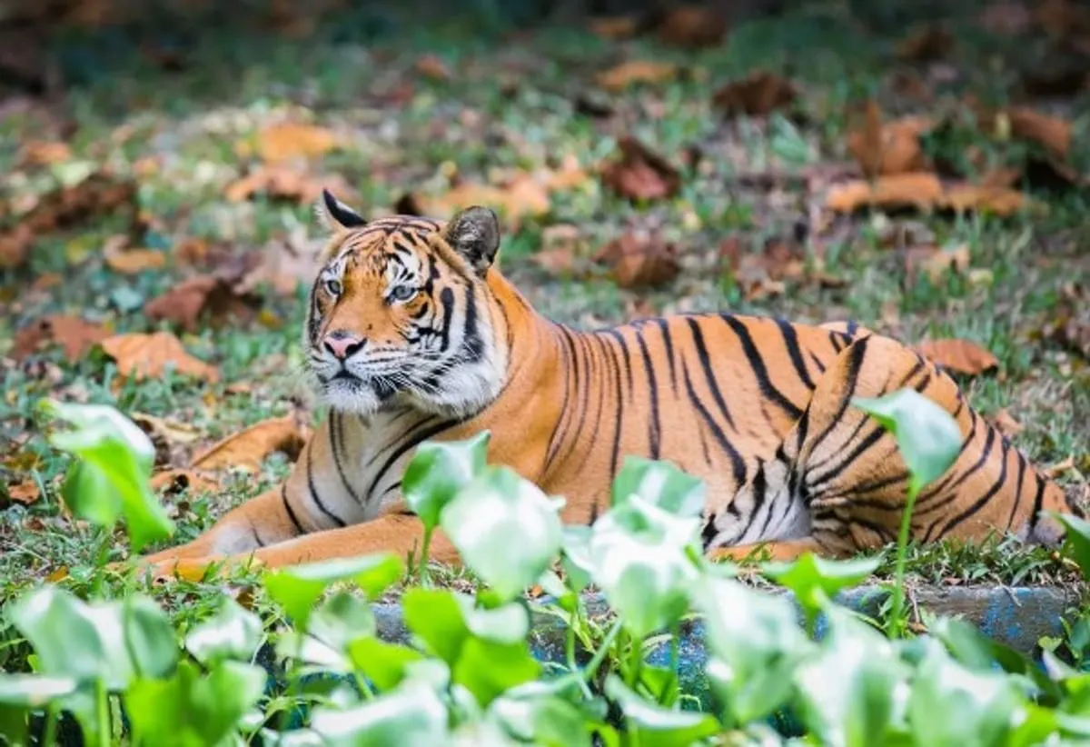 クアラルンプール の マレーシアのネガラ動物園のチケット | Pelago