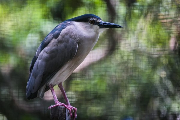 クアラルンプール の マレーシアのネガラ動物園のチケット | Pelago
