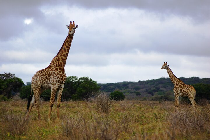 Maputo Special Reserve's elegant giraffes on the plains
