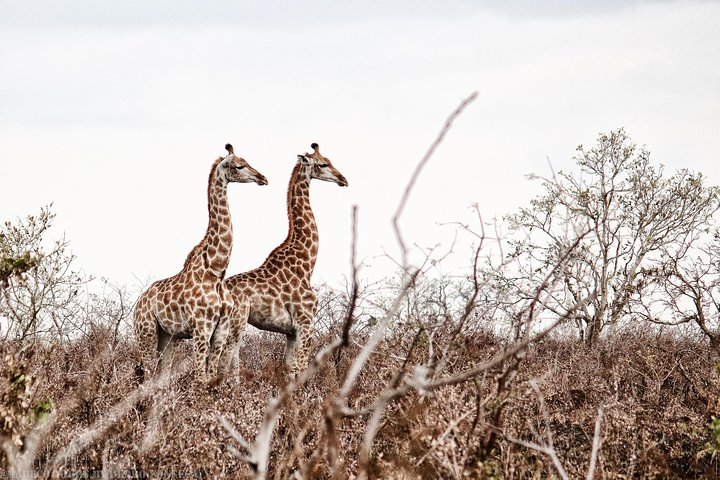 Giraffes