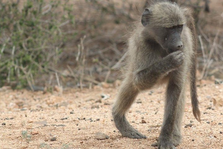 Kruger National Park Day Trip - Photo 1 of 9