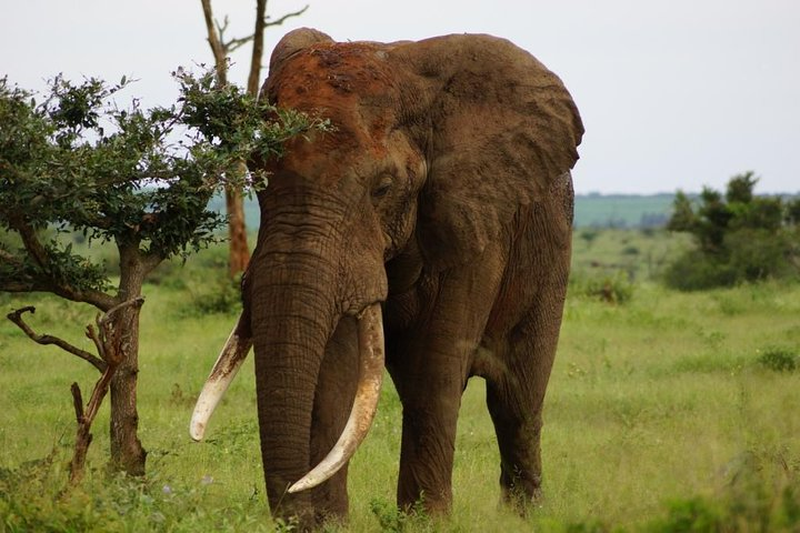 Kruger Park 2-day Safari from Maputo (Open-backed Safari Vehicle) - Photo 1 of 7
