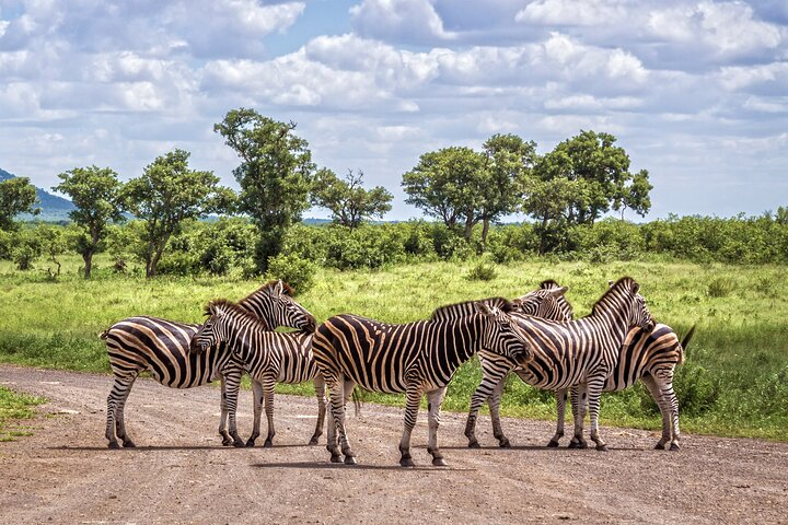Private Full Day Tour in Kruger National Park  - Photo 1 of 13