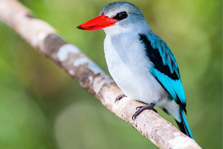 Private Maputo National Park Safari Day Tour with Pickup - Photo 1 of 25