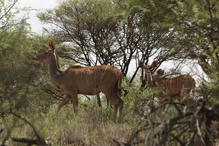 Daan Viljoen Sunrise Private Tour: A Wildlife Discovery Hike - Photo 1 of 6