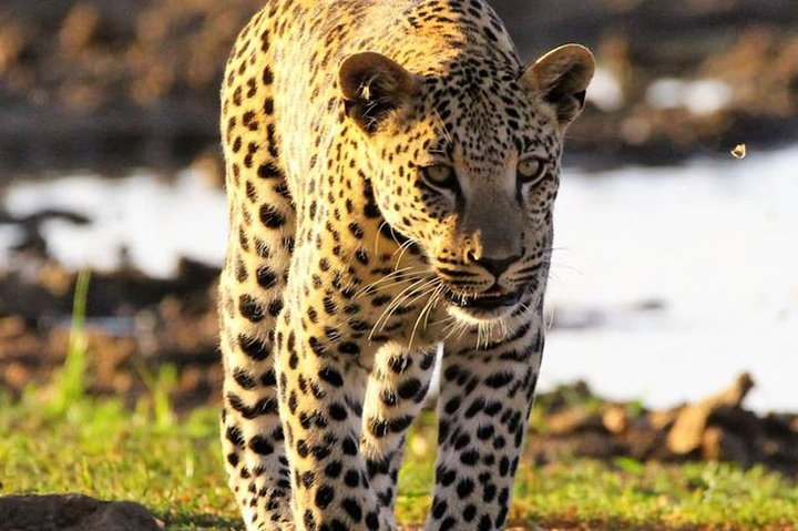 Windhoek Wildlife Expedition: A Private Journey Through Nature - Photo 1 of 6