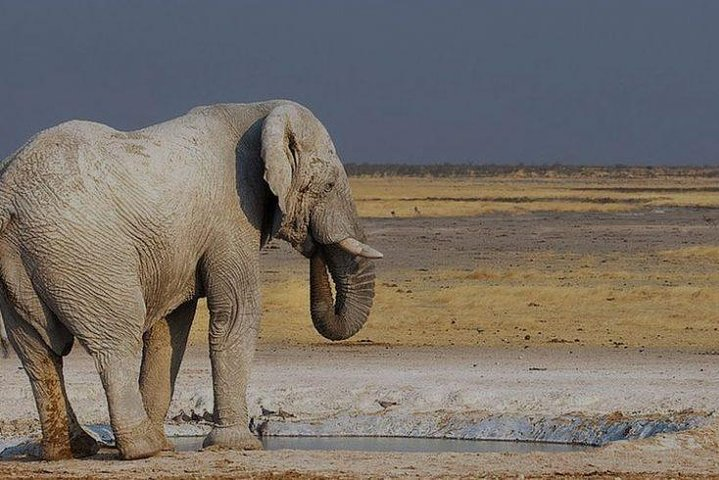 Elephant in the Etosha Park 