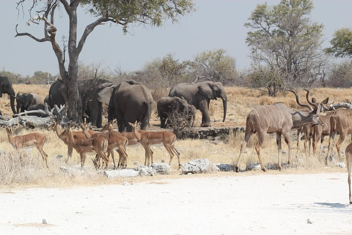 Animal Herd at watering-hole in Etosha National Park, Namibia