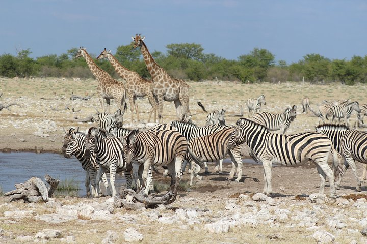 3 Day Etosha Private Guided Safari - Photo 1 of 6