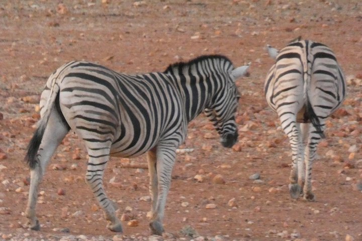 Zebra In Etosha