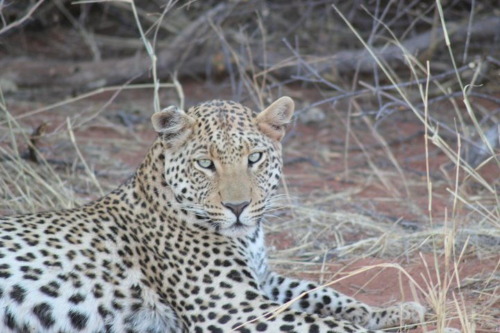 Leopard, Okonjima Nature Reserve, Namibia