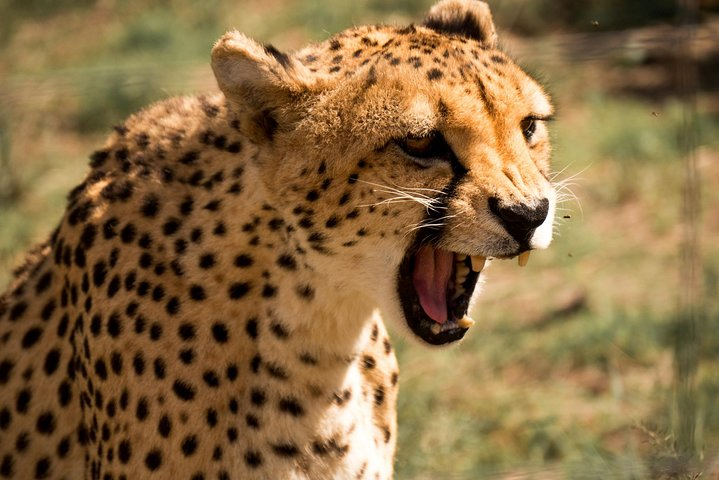Meet the cheetag, the worlds largest land animal