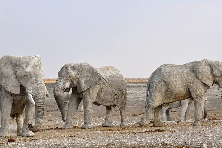 Etosha NP & Swakopmund Safari 4 Days/ 3 Nights  - Photo 1 of 5