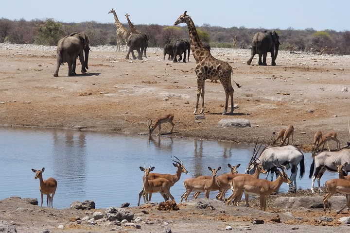Experience Etosha, Brandberg &Twyfelfontein with a Taste of the Coast of Namibia - Photo 1 of 15