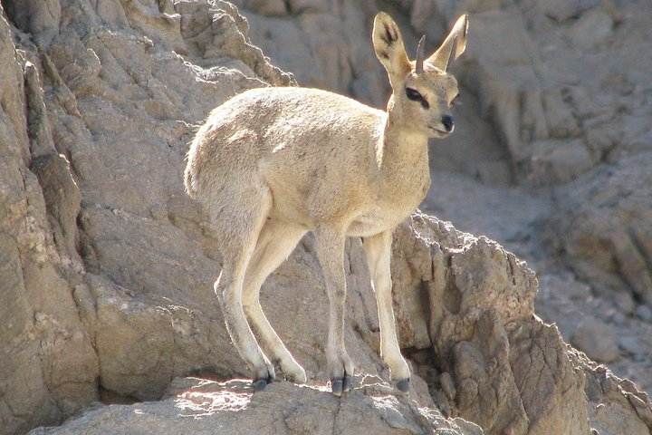 Klipspringer to be seen in the Swakop Riverbed